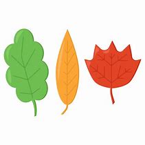 Image result for Simple Cartoon Leaf