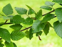 Image result for Birch Leaves Cut Out