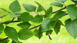 Image result for birch tree leaves