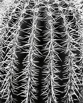 Image result for Black and White Photo Road Cactus