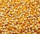 Image result for Non GMO Corn Seeds