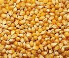 Image result for Non-GMO Field Corn