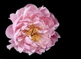 Image result for Peony Flower Tattoo Meaning