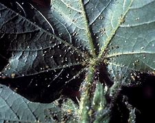 Image result for Oak Leaf Aphids