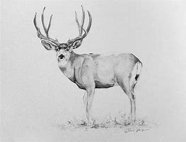 Image result for Sketches of Mule Deer