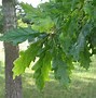 Image result for Oak Tree Pi Ka