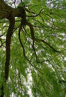 Image result for Willow Tree Branch