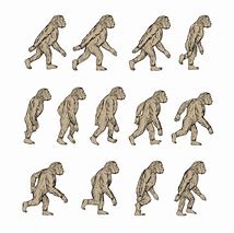 Image result for Images of Homo Habilis