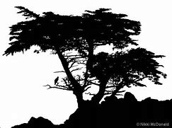 Image result for Cypress Tree Clip Art