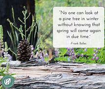 Image result for Tree Wisdom Quotes