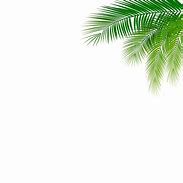 Image result for Palm Tree Leaf Texture Drawing