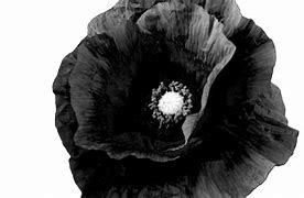 Image result for Black Poppy Flower