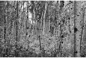 Image result for Fall Birch Trees