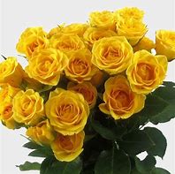 Image result for Yellow Spray Roses