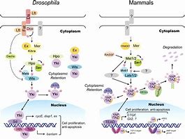 Image result for Hippo Yap Pathway