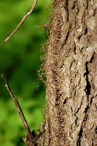 Image result for Poison Ivy Vine Growing Up a Tree