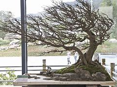 Image result for Windswept Bonsai Trees