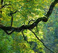 Image result for Tree Branch with Leaves