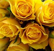 Image result for Bright Yellow Roses