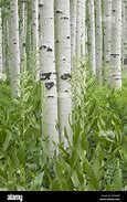 Image result for Tree Aspen with Peely Bark