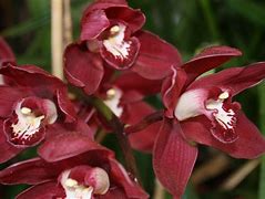 Image result for Maroon Flowers