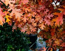 Image result for Red Oak Tree Fall Leaves Not Falling Off