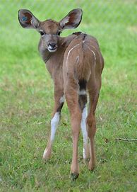 Image result for Animals You See PNA Safari