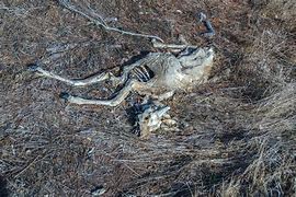 Image result for Big Dead Deer