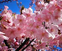 Image result for Brown Flowers in Japan