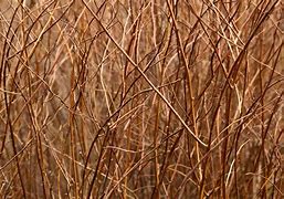 Image result for Brown Colored Flowers