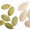 Image result for Pumpkin Seed vs Pumpkin