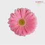 Image result for Pink Floral Openings Available Pic