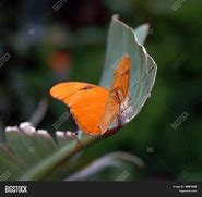 Image result for Bird Holding Branch