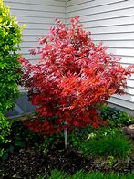 Image result for Dwarf Japanese Maple Tree Landscaping