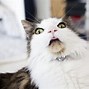 Image result for Spidar Cat