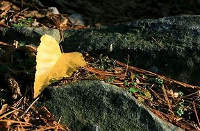 Image result for Leaf People Art