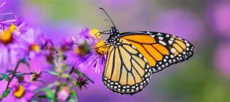 Image result for Butterfly House Logo