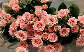 Image result for Cute Rose Wallpapers