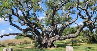 Image result for Texas Oak Tree Leaves