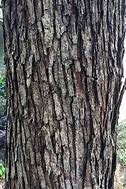 Image result for Mexican Oak Tree