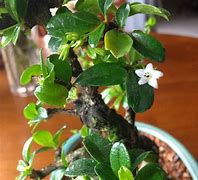 Image result for Carmona Bonsai Tree