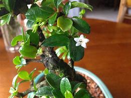 Image result for Fukien Tea Bonsai Tree