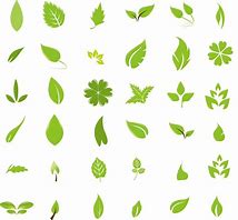 Image result for Leaves Vector Free