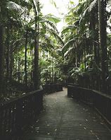 Image result for Jungle Aesthetic