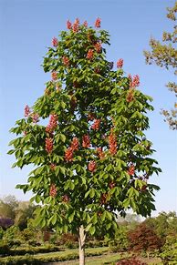 Image result for Buckeye Horse Chestnut Tree