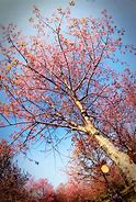 Image result for Prunus Ceylanica