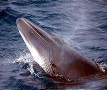 Image result for Minke Whale UK