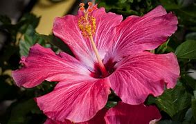 Image result for pink hibiscus flower