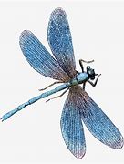 Image result for Dragonfly Heart Clip Art