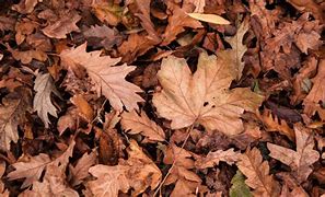 Image result for Leaf Identification Cards